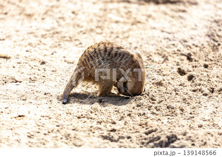 A Meerkat digging a hole in dirt while searching for food A Meerkat digging a hole in dirt while searching for food 139148566