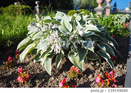 Hosta plantaginea, the fragrant plantain lily or August lily, is a species of flowering plant in the family Asparagaceae. The flowering hosta bushes. Ornamental plant for landscaping and garden design Hosta plantaginea, the fragrant plantain lily or August lily, is a species of flowering plant in the family Asparagaceae. The flowering hosta bushes. Ornamental plant for landscaping and garden design 139149680