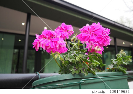 Magenta pink zonal geraniums in design. Pelargonium peltatum is species of pelargonium known by common names Pelargonium grandiflorum. Cranesbill or crane's-bill. Floriculture and horticulture 139149682