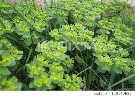 Euphorbia, flowering plant, spurge, Euphorbiaceae. Euphorbia serrata, serrated Tintern spurge, sawtooth upright spurge. Perennial herb. At the ends of the branches are inflorescences of tiny flowers. 139149683