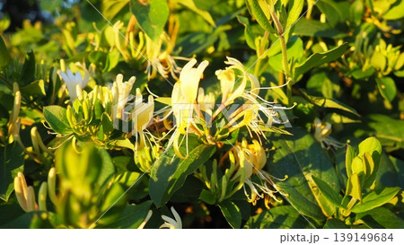Lonicera japonica, Japanese honeysuckle and golden-and-silver honeysuckle, is a species of honeysuckle native to Asia. Ornamental plant used in traditional Chinese medicine. White yellow flowers. 139149684