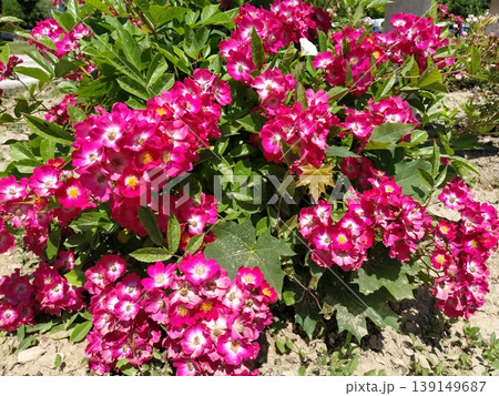 A rose is either a woody perennial flowering plant of genus Rosa. Bright pink, crimson and magenta double roses grow as a bush in park. Bush simple non-double small-flowered with many buds. A rose is either a woody perennial flowering plant of genus Rosa. Bright pink, crimson and magenta double roses grow as a bush in park. Bush simple non-double small-flowered with many buds. 139149687