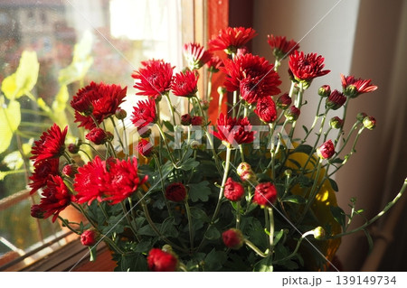 Chrysanthemums, mums or chrysanths, perennial herbaceous flowering plants in Asteraceae that bloom in the autumn. Horticultural varieties and cultivars. Compound inflorescence is array of flower heads Chrysanthemums, mums or chrysanths, perennial herbaceous flowering plants in Asteraceae that bloom in the autumn. Horticultural varieties and cultivars. Compound inflorescence is array of flower heads 139149734