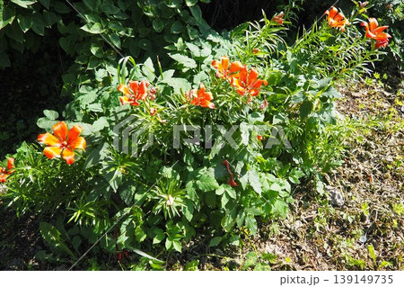 Lilium bulbiferum, orange fire lily, Jimmy Bane, tiger and St. John Lily, is herbaceous European lily with underground bulbs, belonging Liliaceae. Cats are extremely sensitive to lily toxicity 139149735