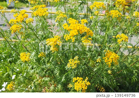 Tansy Tanacetum vulgare is a perennial, herbaceous flowering plant in the genus Tanacetum aster family native to temperate Europe and Asia. Common tansy, bitter buttons, cow bitter, or golden buttons. 139149736