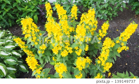 Lysimachia punctata, dotted loosestrife, large yellow loosestrife, circle flower, or spotted loosestrife, is flowering plant species in family Primulaceae. Rhizomatous perennial herbaceous plant 139149737