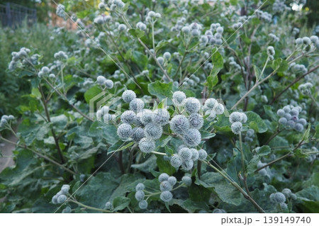 Arctium is genus of biennial plants commonly known as burdock, family Asteraceae. Native to Europe and Asia. The prickly heads of burdock burs are noted for easily catching on to fur and clothing. 139149740