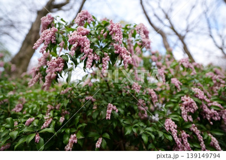 アセビの花 アセビの花 139149794