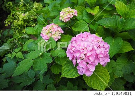Hydrangea hortensia is a genus of flowering plants native to Asia and the Americas. Hydrangeas are popular ornamental plants, grown for their large flowerheads. Large pink flowers in the garden 139149831