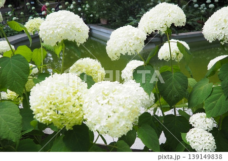 Hydrangea hortensia is a genus of flowering plants native to Asia and the Americas. Hydrangeas are popular ornamental plants, grown for their large flowerheads. Large white flowers in the garden 139149838