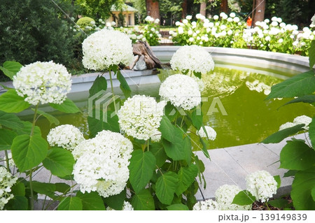 Hydrangea hortensia is a genus of flowering plants native to Asia and the Americas. Hydrangeas are popular ornamental plants, grown for their large flowerheads. Large white flowers in the garden 139149839