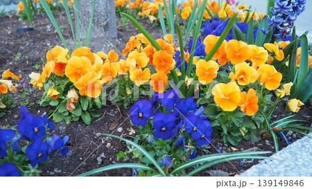 Garden pansy Viola wittrockiana, polychromatic large-flowered hybrid plant. Pansies viola tricolor, a wildflower of Europe and western Asia known as heartsease. Horticultural variety of wild pansy Garden pansy Viola wittrockiana, polychromatic large-flowered hybrid plant. Pansies viola tricolor, a wildflower of Europe and western Asia known as heartsease. Horticultural variety of wild pansy 139149846