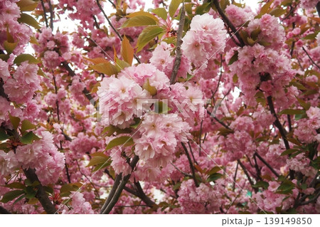 Prunus Kanzan, serrulata lannesiana Cerasus Sato-zakura Sekiyama Koidz, Kwanzan or Sekiyama is flowering cherry cultivar. Deciduous tree, pink flowers. April in Serbia. Double flower with many petals. Prunus Kanzan, serrulata lannesiana Cerasus Sato-zakura Sekiyama Koidz, Kwanzan or Sekiyama is flowering cherry cultivar. Deciduous tree, pink flowers. April in Serbia. Double flower with many petals. 139149850