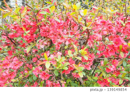 Chaenomeles is a small genus of flowering plants in the Rosaceae family. Representatives of the genus grow wild in China and Japan. Bumblebee flies and collects nectar. Red flowers. Spring blooming Chaenomeles is a small genus of flowering plants in the Rosaceae family. Representatives of the genus grow wild in China and Japan. Bumblebee flies and collects nectar. Red flowers. Spring blooming 139149854