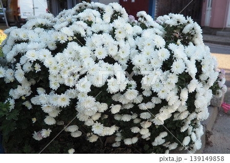 Chrysanthemums, mums or chrysanths, perennial herbaceous flowering plants in Asteraceae that bloom in the autumn. Horticultural varieties and cultivars. Compound inflorescence is array of flower heads Chrysanthemums, mums or chrysanths, perennial herbaceous flowering plants in Asteraceae that bloom in the autumn. Horticultural varieties and cultivars. Compound inflorescence is array of flower heads 139149858