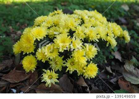 Chrysanthemums, mums or chrysanths, perennial herbaceous flowering plants in Asteraceae that bloom in the autumn. Horticultural varieties and cultivars. Compound inflorescence is array of flower heads Chrysanthemums, mums or chrysanths, perennial herbaceous flowering plants in Asteraceae that bloom in the autumn. Horticultural varieties and cultivars. Compound inflorescence is array of flower heads 139149859