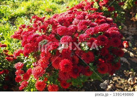 Chrysanthemums, mums or chrysanths, perennial herbaceous flowering plants in Asteraceae that bloom in the autumn. Horticultural varieties and cultivars. Compound inflorescence is array of flower heads 139149860