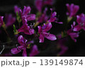 綺麗に咲いた、山ツツジ 139149874
