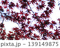赤く染まった紅葉 139149875