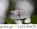 山桜 139149876