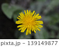 たんぽぽの花 139149877