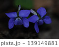 仲良く並ぶすみれの花 139149881