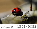 好物のアブラムシを探すテントウムシ 139149882
