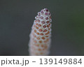 春の訪れつくし 139149884