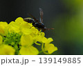 菜の花にとまるハチ 139149885