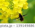 菜の花の蜜を吸う虫 139149886