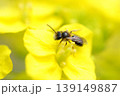 菜の花にとまるミツバチ 139149887