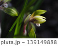 春の訪れ春蘭 139149888