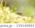 野草と虫 139149893