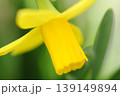 黄色い水仙の花 139149894