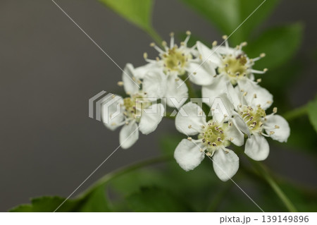 サンザシ 北京 花 サンザシ 北京 花 139149896