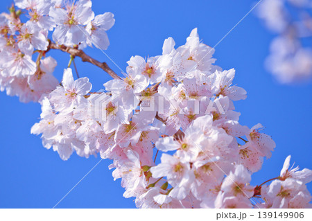青空と満開の桜　〜長い雄しべがきれいな春めき桜〜 139149906