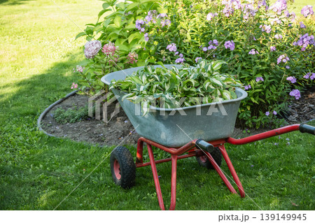 Garden wheelbarrow with fresh hosta plants in landscaped backyard Garden wheelbarrow with fresh hosta plants in landscaped backyard 139149945