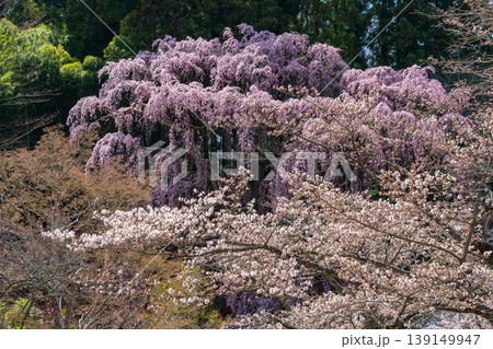 輝く福聚寺桜 139149947
