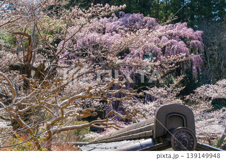 枝垂れ桜と瓦 139149948