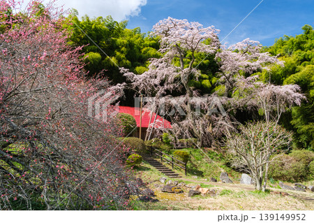 枝垂れ桜と花桃 139149952