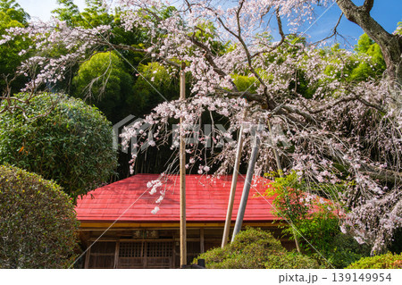 満開の枝垂れ桜 満開の枝垂れ桜 139149954