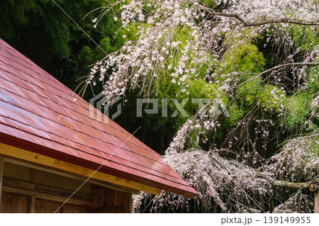 竹林と枝垂れ桜 竹林と枝垂れ桜 139149955