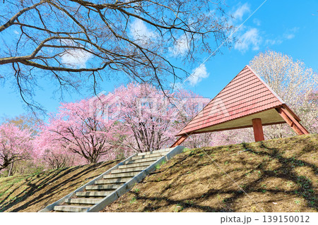 緑ヶ丘公園の桜 139150012