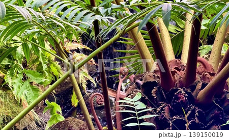Experience tranquility in a tropical forest with a stunning waterfall 139150019