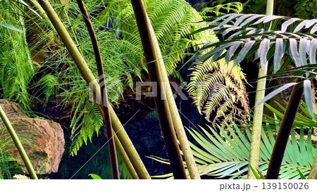 Explore a tropical forest with a majestic waterfall and lush greenery Explore a tropical forest with a majestic waterfall and lush greenery 139150026