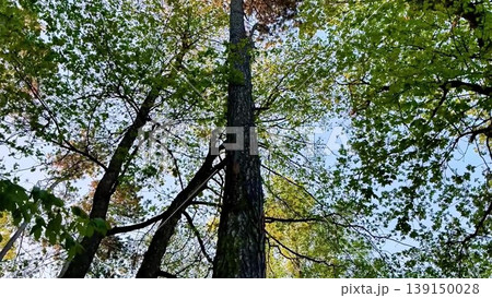 Discover natures beauty in this captivating video of a majestic tree 139150028