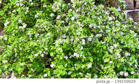 Experience natures beauty with a flowering tree by a brick wall 139150029