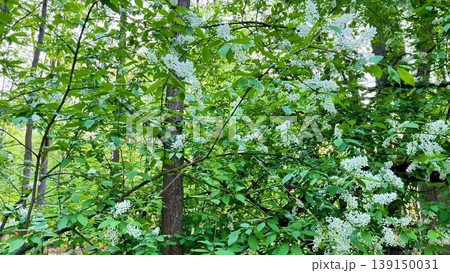 A tranquil forest journey, with sunlight, vibrant leaves, and blooms A tranquil forest journey, with sunlight, vibrant leaves, and blooms 139150031