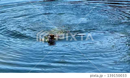 A playful dog swims in a serene lake, showcasing outdoor joy A playful dog swims in a serene lake, showcasing outdoor joy 139150033