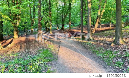 Explore a tranquil forest path with sunlight and soothing sounds Explore a tranquil forest path with sunlight and soothing sounds 139150038